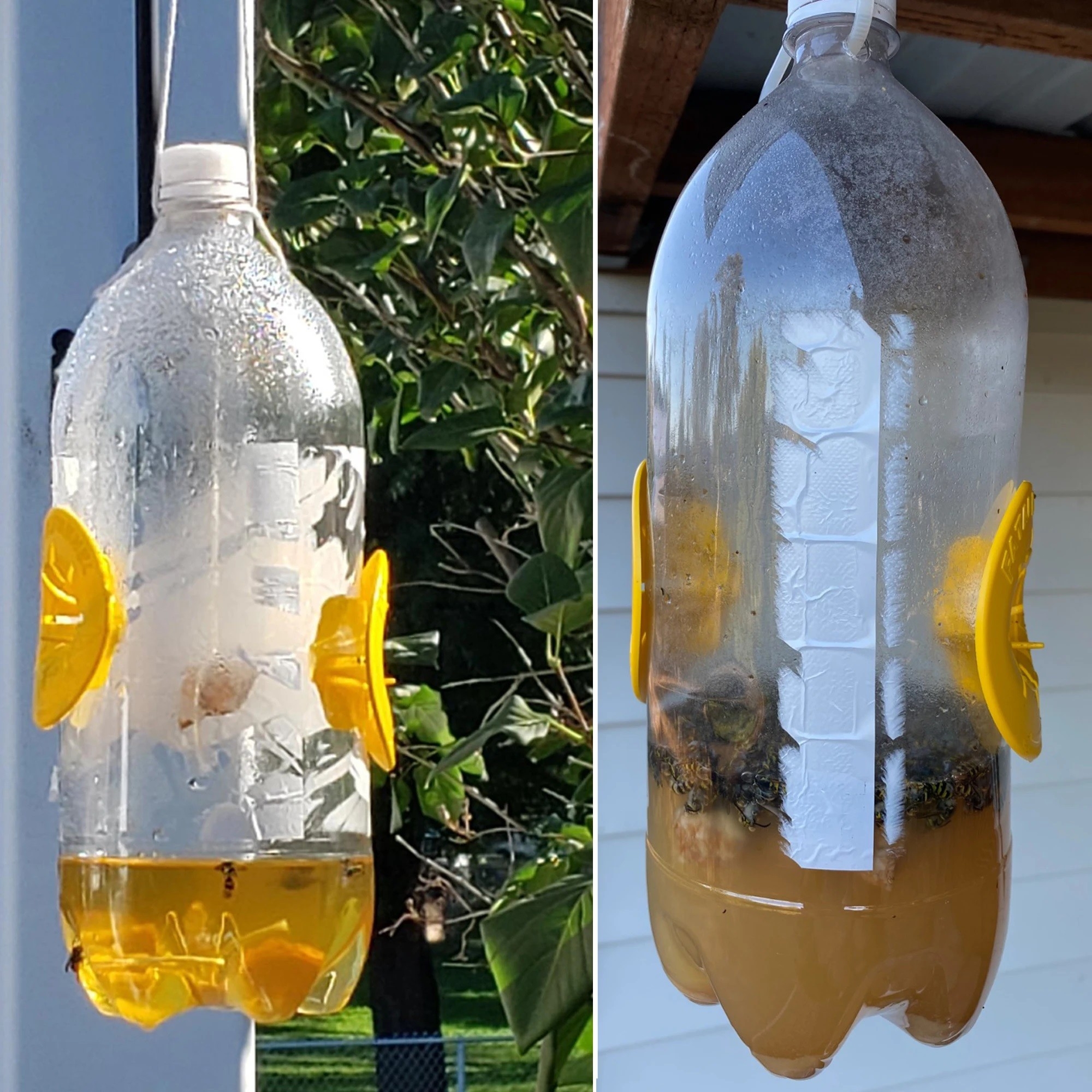 TRAMPA DE AVISPA PARA BOTELLA